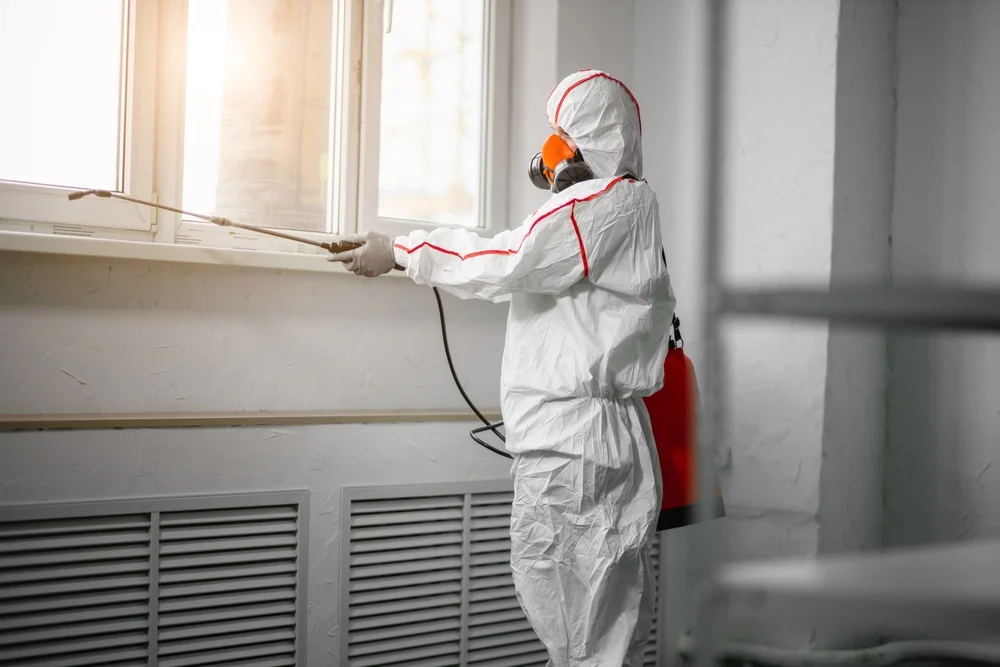 Professional mold remediation services in Whitsett, TX
